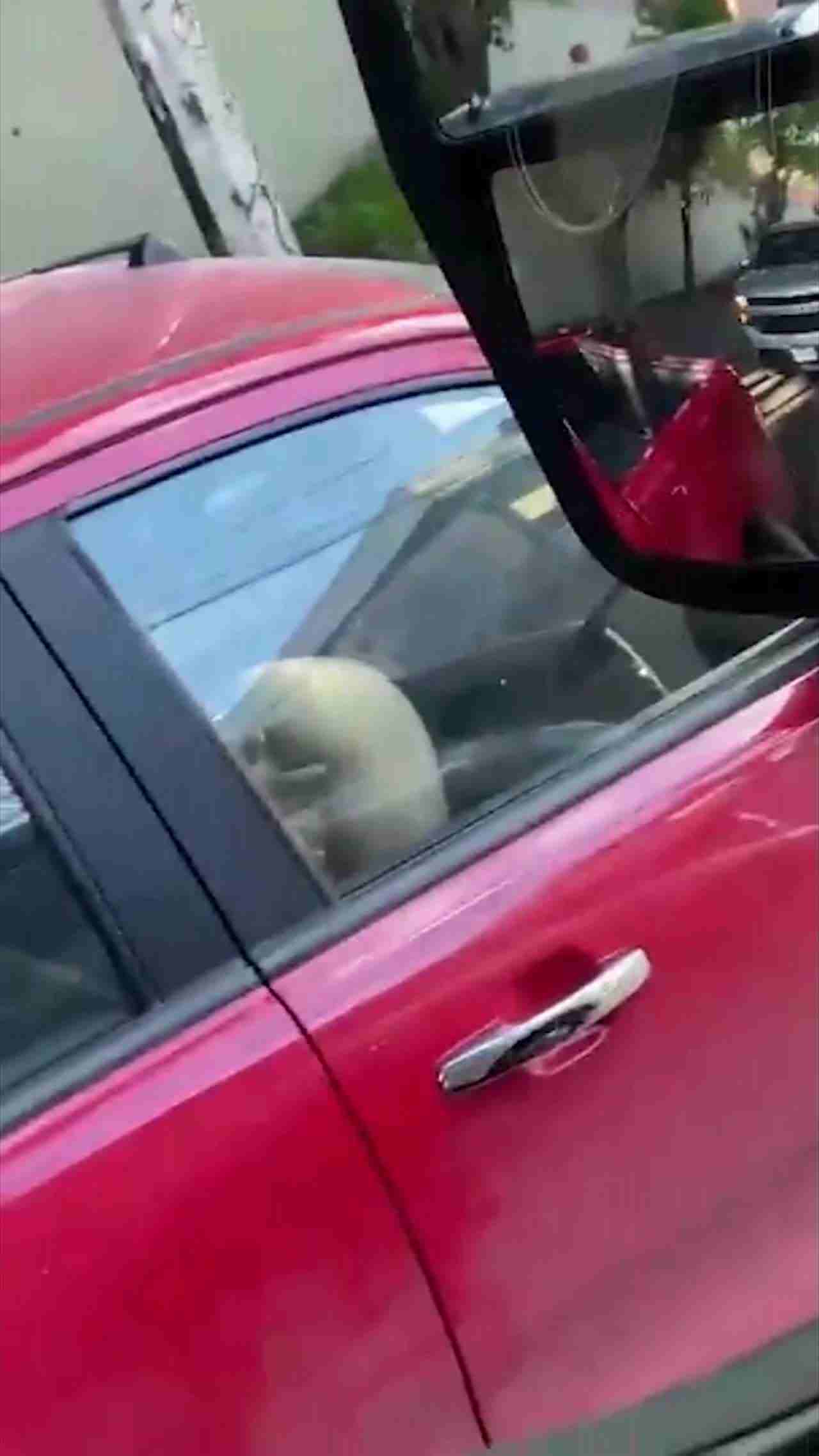  门事件 车上无意中的一瞥_卧槽!旁边小车上的情侣在干啥 的剧照9